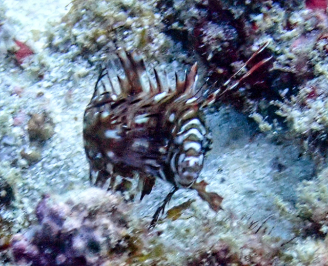 Click to View Rockmover Wrasse - juvenile<br><span style='font-size:12px'><i>Dave & Rose</i></span>