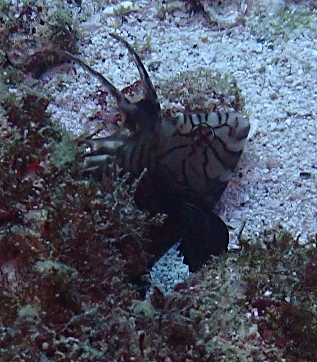 Click to View Rockmover Wrasse<br><span style='font-size:12px'><i>Dave & Rose</i></span>