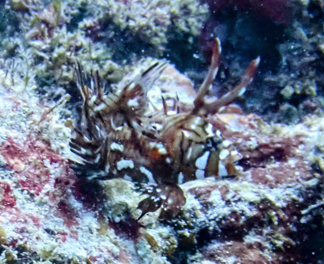 Click to View Rockmover Wrasse - juvenile<br><span style='font-size:12px'><i>Dave & Rose</i></span>