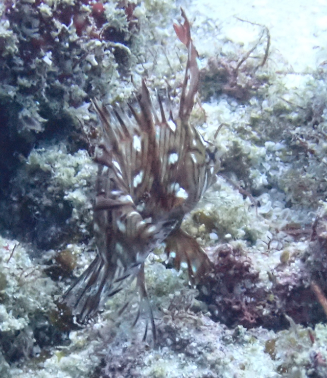 Click to View Rockmover Wrasse - juvenile<br><span style='font-size:12px'><i>Dave & Rose</i></span>