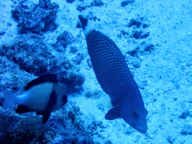 Rockmover Wrasse<br><span style='font-size:12px'><i>Dave & Rose</i></span>