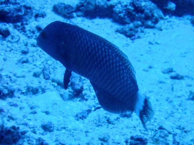 Rockmover Wrasse<br><span style='font-size:12px'><i>Dave & Rose</i></span>