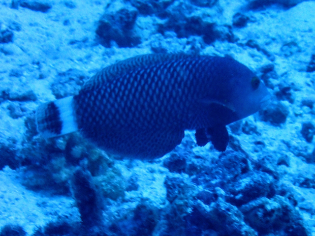 Rockmover Wrasse<br><span style='font-size:12px'><i>Dave & Rose</i></span>