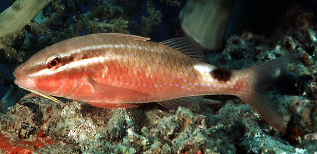 Click to View Rosy Goatfish<br><span style='font-size:12px'><i>Fishbase</i></span>