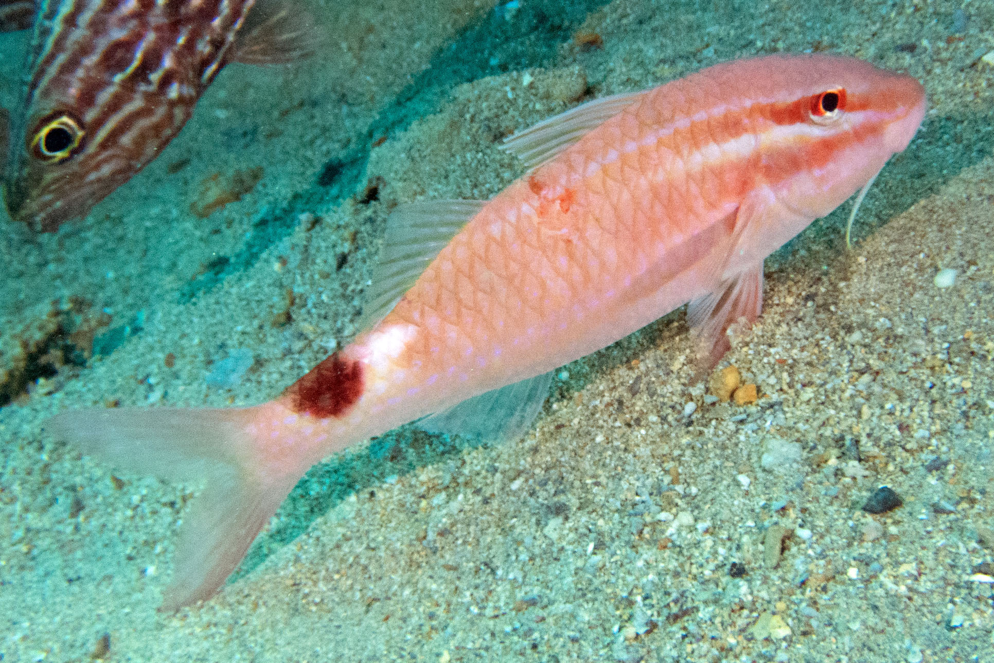 Click to View Rosy Goatfish<br><span style='font-size:12px'><i>Fishbase</i></span>