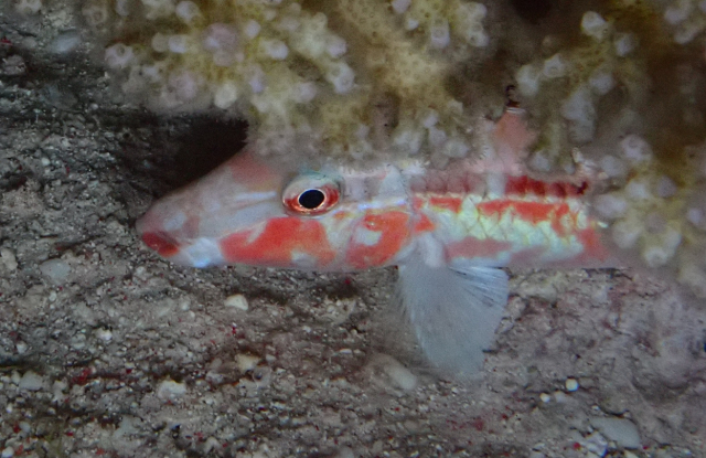 Click to View Rosy Goatfish<br><span style='font-size:12px'><i>Dave & Rose</i></span>