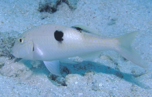 Click to View Round-spot Goatfish<br><span style='font-size:12px'><i>Fishbase</i></span>