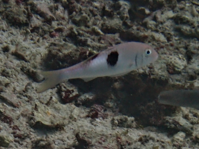 Click to View Round-spot Goatfish<br><span style='font-size:12px'><i>Dave & Rose</i></span>