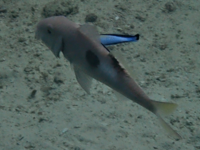 Click to View Round-spot Goatfish<br><span style='font-size:12px'><i>Dave & Rose</i></span>