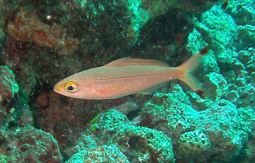 Click to View Ruddy Fusilier<br><span style='font-size:12px'><i>iNaturalist</i></span>