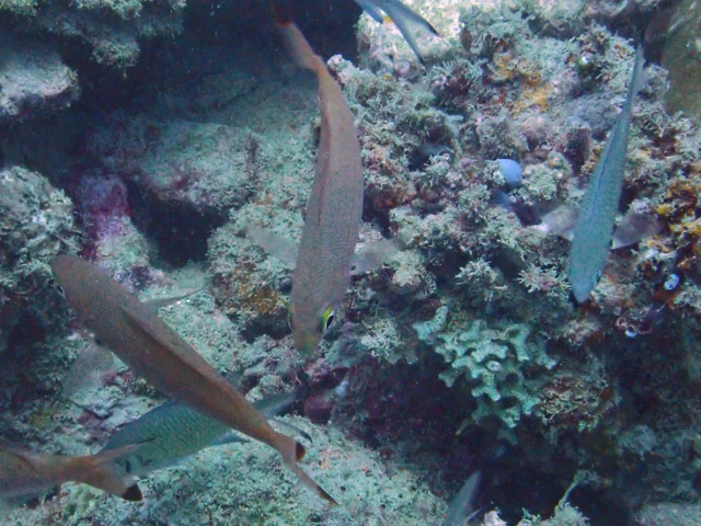 Click to View Ruddy Fusilier<br><span style='font-size:12px'><i>Dave & Rose</i></span>