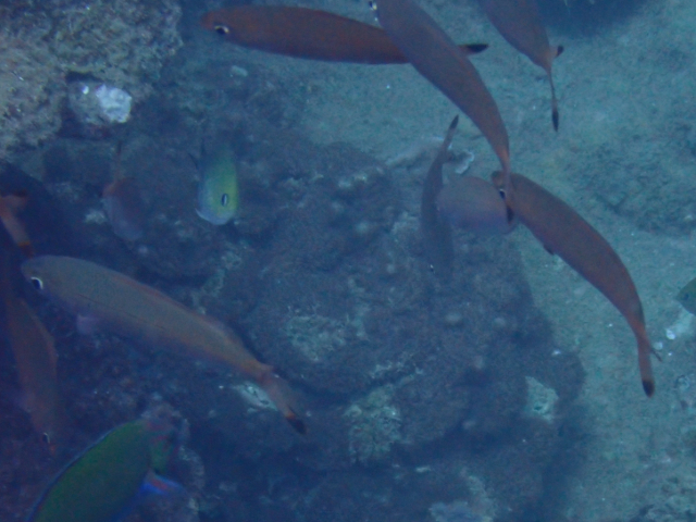 Click to View Ruddy Fusilier<br><span style='font-size:12px'><i>Dave & Rose</i></span>