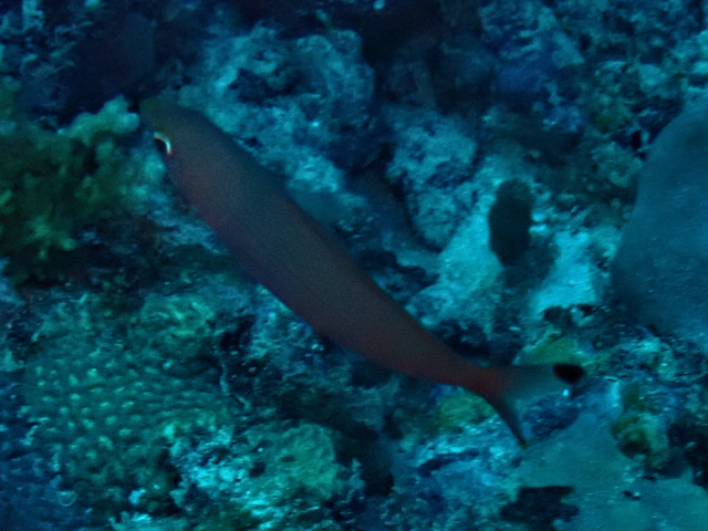 Click to View Ruddy Fusilier<br><span style='font-size:12px'><i>Dave & Rose</i></span>