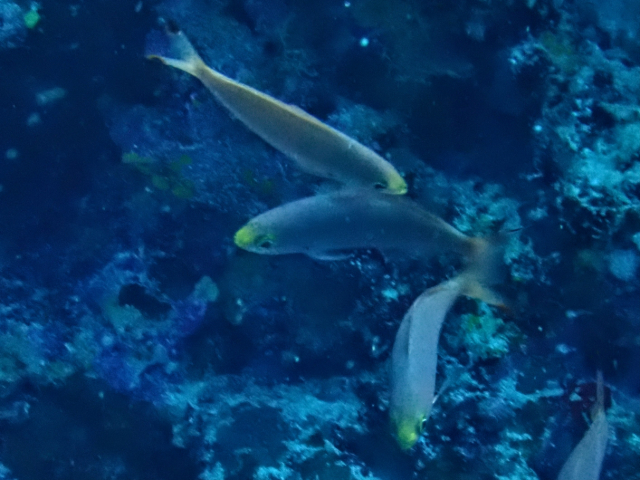 Click to View Ruddy Fusilier<br><span style='font-size:12px'><i>Dave & Rose</i></span>