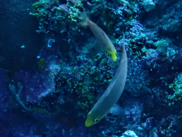 Click to View Ruddy Fusilier<br><span style='font-size:12px'><i>Dave & Rose</i></span>