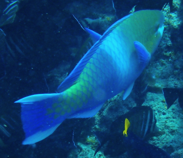Click to View Rusty Parrotfish<br><span style='font-size:12px'><i>Dave & Rose</i></span>