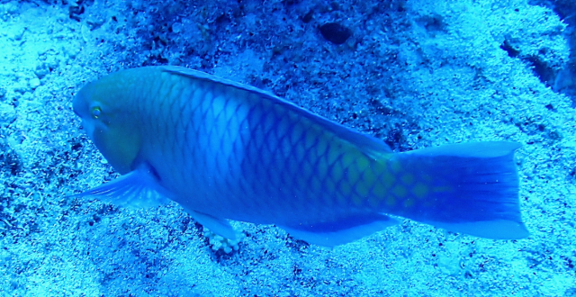 Click to View Rusty Parrotfish<br><span style='font-size:12px'><i>Dave & Rose</i></span>