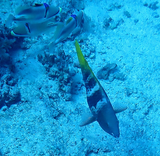 Click to View Rusty Parrotfish - juvenile<br><span style='font-size:12px'><i>Dave & Rose</i></span>