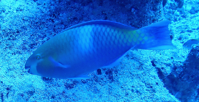 Click to View Rusty Parrotfish<br><span style='font-size:12px'><i>Dave & Rose</i></span>