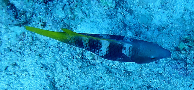 Click to View Rusty Parrotfish - juvenile<br><span style='font-size:12px'><i>Dave & Rose</i></span>