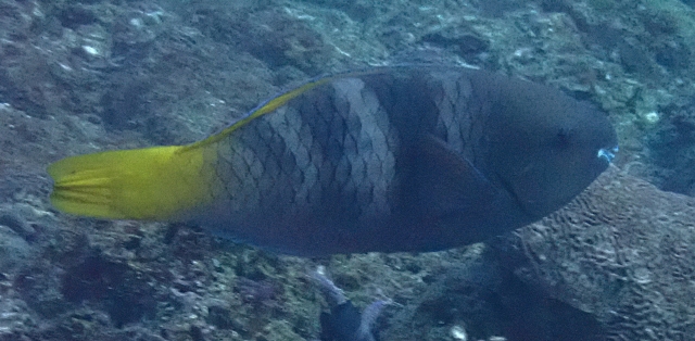 Click to View Rusty Parrotfish IP<br><span style='font-size:12px'><i>Dave & Rose</i></span>