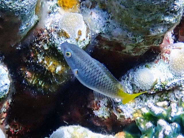 Click to View Rusty Parrotfish -IP<br><span style='font-size:12px'><i>Dave & Rose</i></span>