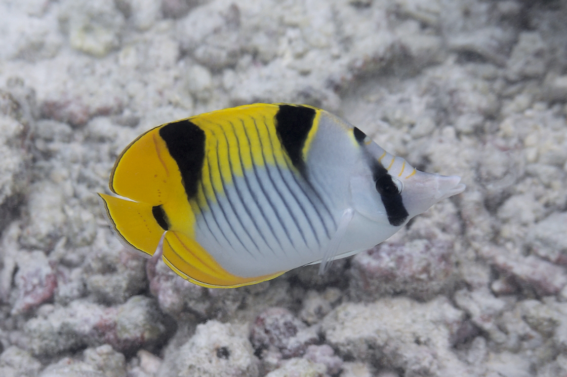 Click to View Saddleback Butterflyfish<br><span style='font-size:12px'><i>iNaturalist</i></span>