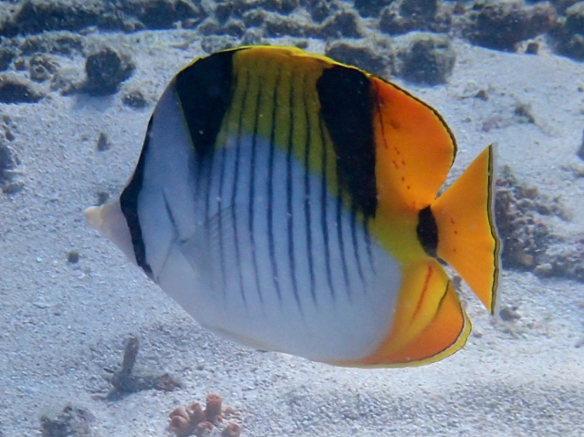 Click to View Saddleback Butterflyfish<br><span style='font-size:12px'><i>Dave & Rose</i></span>