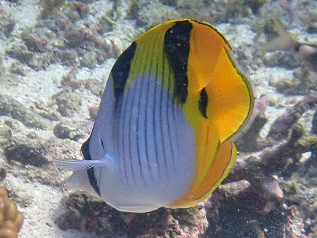 Click to View Saddleback Butterflyfish<br><span style='font-size:12px'><i>Dave & Rose</i></span>
