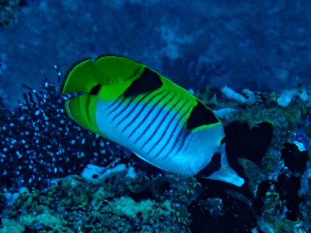 Click to View Saddleback Butterflyfish<br><span style='font-size:12px'><i>Dave & Rose</i></span>