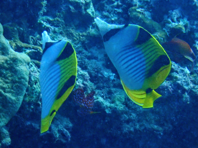 Click to View Saddleback Butterflyfish<br><span style='font-size:12px'><i>Dave & Rose</i></span>