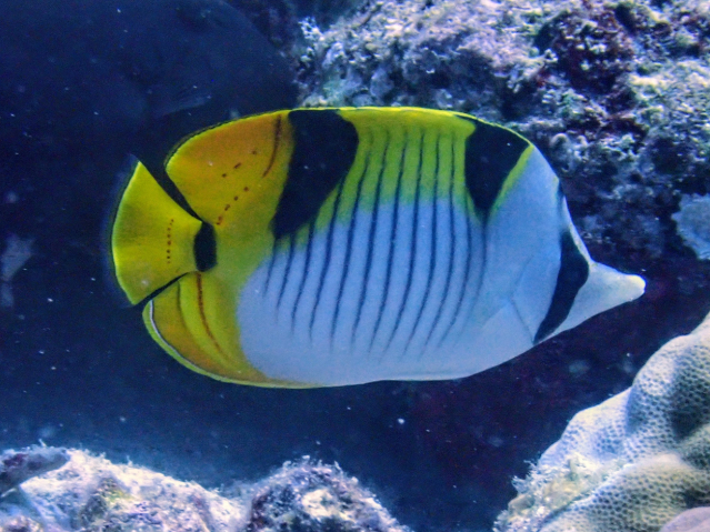 Saddleback Butterflyfish<br><span style='font-size:12px'><i>Dave & Rose</i></span>