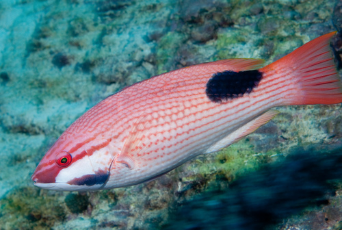 Click to View Saddleback Hogfish<br><span style='font-size:12px'><i>iNaturalist</i></span>