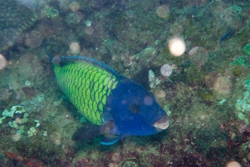 Click to View Saddled Parrotfish<br><span style='font-size:12px'><i>iNaturalist</i></span>