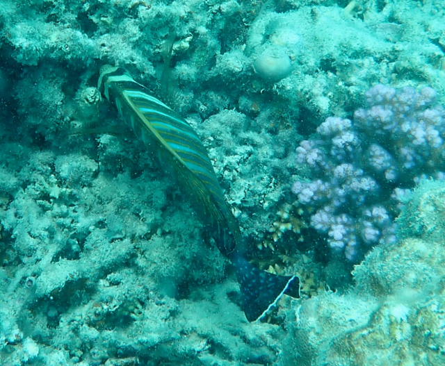 Click to View Sailfin Tang<br><span style='font-size:12px'><i>Dave & Rose</i></span>