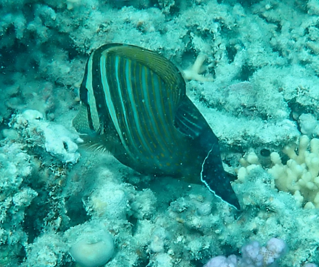 Click to View Sailfin Tang<br><span style='font-size:12px'><i>Dave & Rose</i></span>