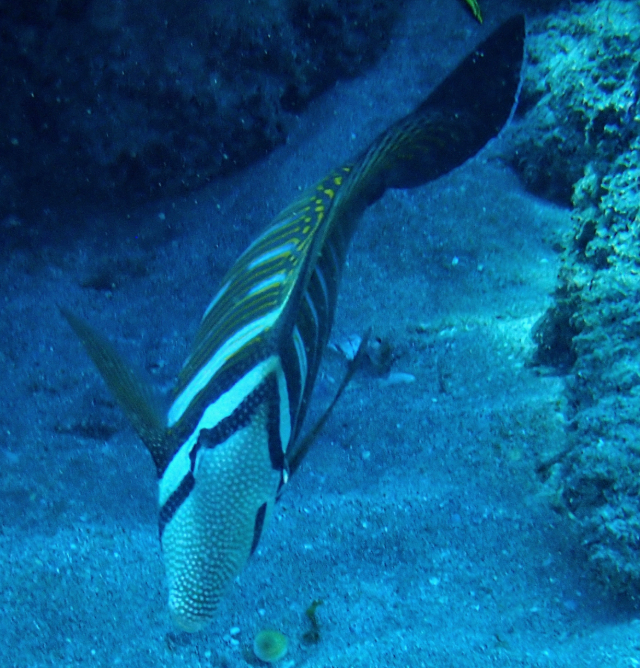 Click to View Sailfin Tang<br><span style='font-size:12px'><i>Dave & Rose</i></span>