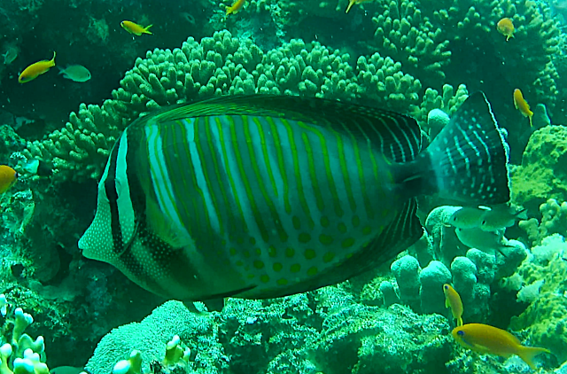 Click to View Sailfin Tang<br><span style='font-size:12px'><i>Dave & Rose</i></span>