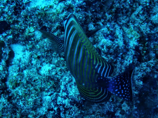 Click to View Sailfin Tang<br><span style='font-size:12px'><i>Dave & Rose</i></span>
