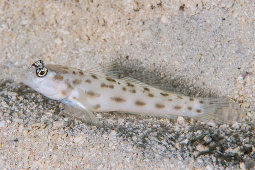 Click to View Sandy Shrimpgoby<br><span style='font-size:12px'><i>iNaturalist</i></span>