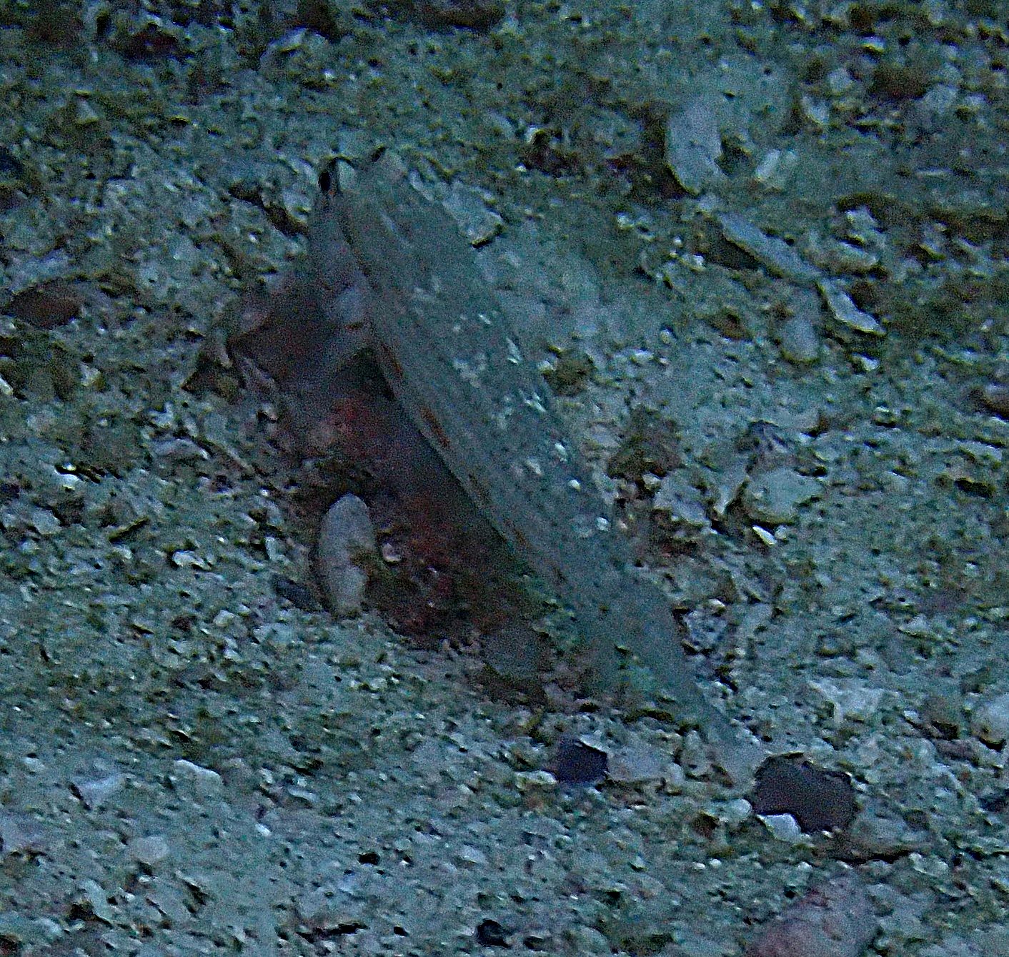 Red Sea Shrimpgoby<br><span style='font-size:12px'><i>Dave & Rose</i></span>