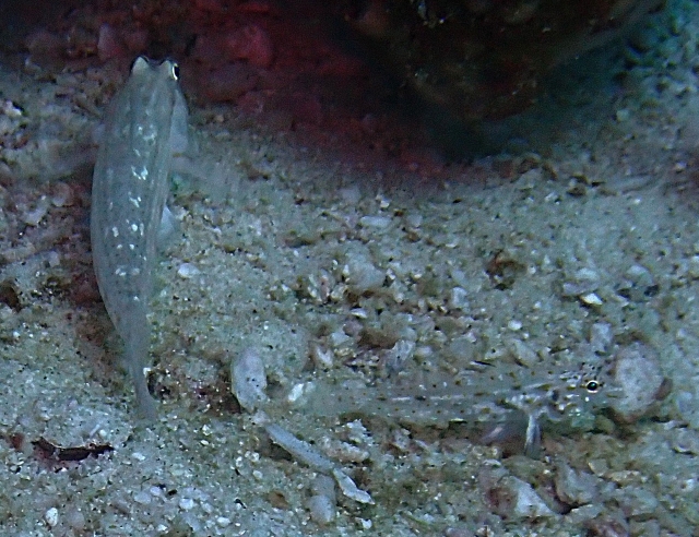 Red Sea Shrimpgoby + juvenile<br><span style='font-size:12px'><i>Dave & Rose</i></span>