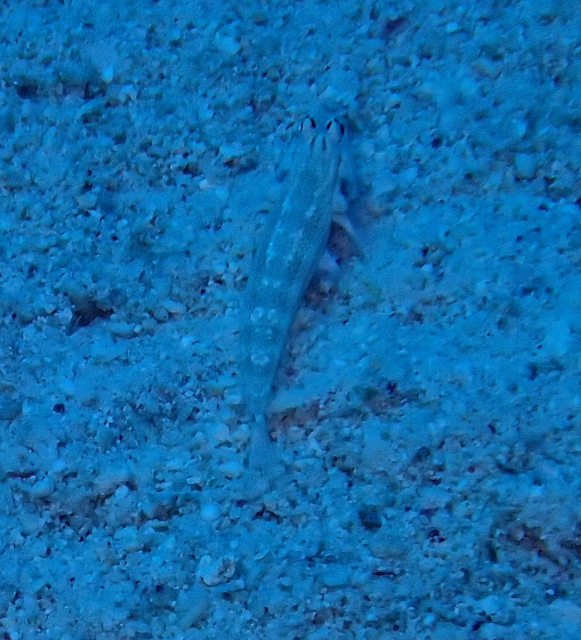 Red Sea Shrimpgoby<br><span style='font-size:12px'><i>Dave & Rose</i></span>