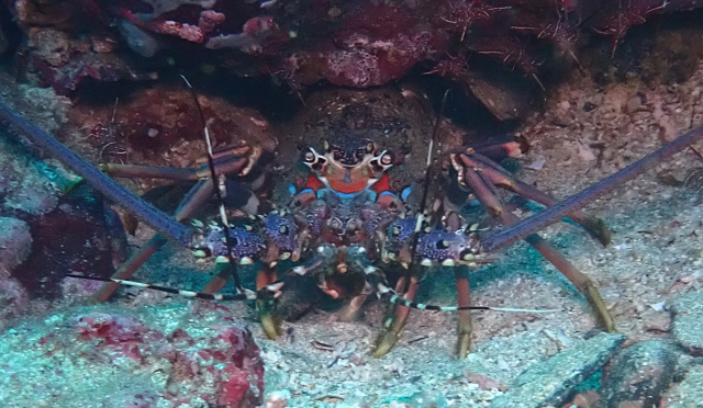 Click to View Scalloped Spiny Lobster<br><span style='font-size:12px'><i>Dave & Rose</i></span>