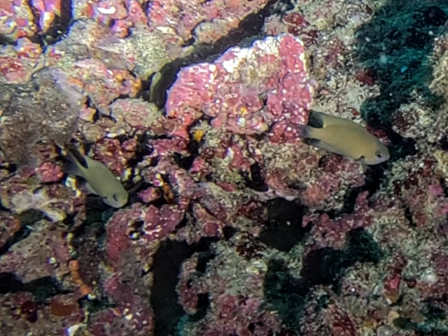 Scaly Chromis<br><span style='font-size:12px'><i>Dave & Rose</i>&nbsp&nbspMaldives&nbsp&nbsp7th Jan 2026</span>