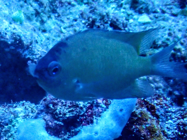 Scaly Chromis<br><span style='font-size:12px'><i>Dave & Rose</i></span>