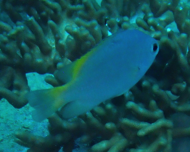 Click to View Scaly Damsel<br><span style='font-size:12px'><i>Dave & Rose</i></span>