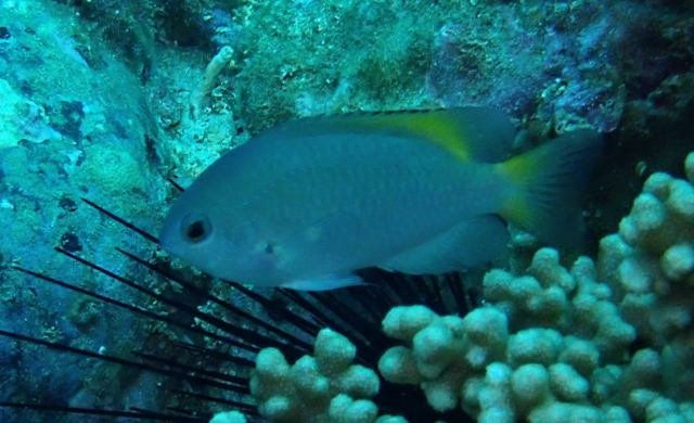 Click to View Scaly Damsel<br><span style='font-size:12px'><i>Dave & Rose</i></span>