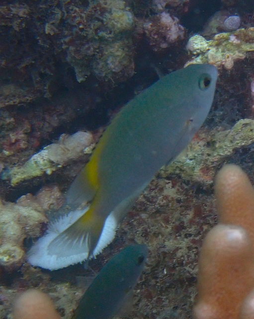 Click to View Scaly Damsel<br><span style='font-size:12px'><i>Dave & Rose</i></span>