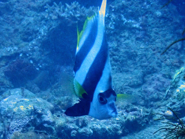 Click to View Schooling Bannerfish<br><span style='font-size:12px'><i>Dave & Rose</i></span>